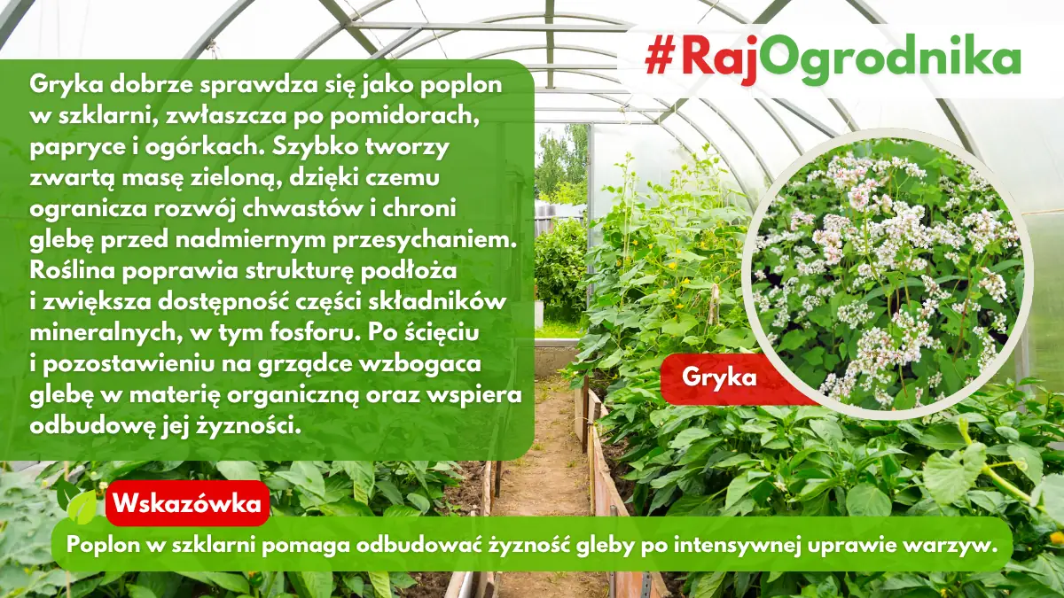 Gryka jako poplon w szklarni blog sklep rajogrodnika